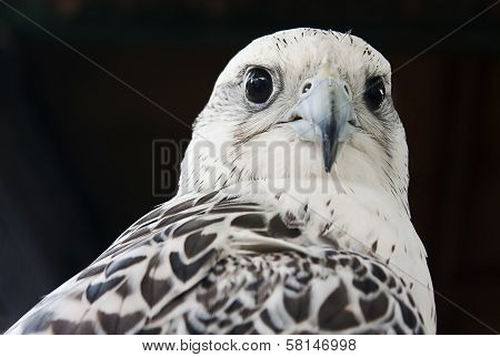 Grey falcon close up, Dubai, UAE
