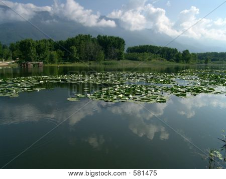 Leknín