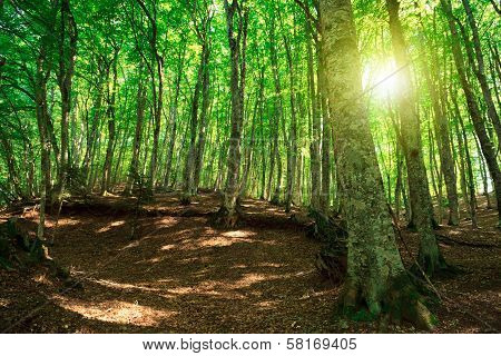 Green Forest