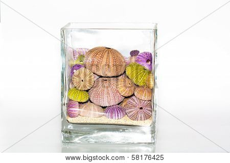 Sea urchins