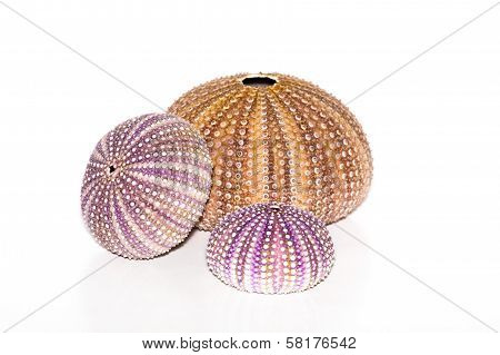 Sea urchins