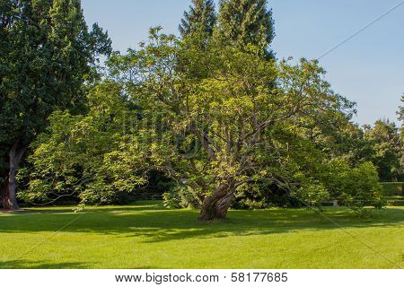 Old treen