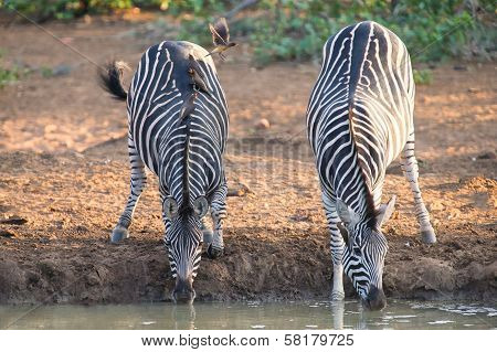 Two Zebra Down On Their Knees Drinking Water At Sunset In A With Oxpeckers