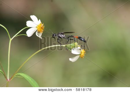 Wespe