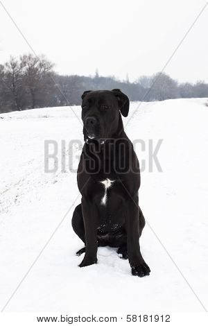 Cane Corso In Winter