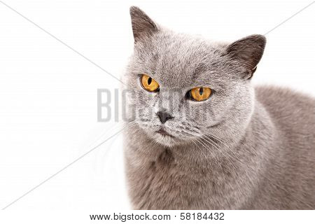 Portrait Of A Grey British Cat