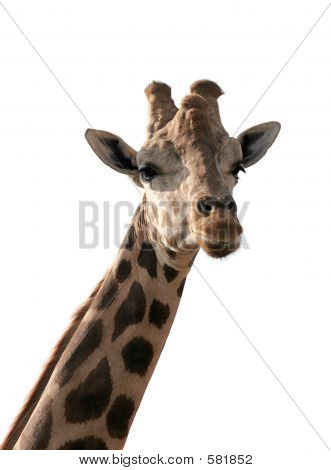 Giraffe isoliert