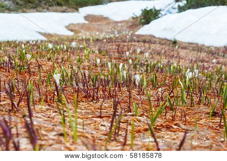 Wild Spring Crocuses