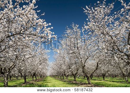 Almond Trees In Bloom