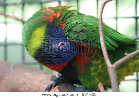 Duha mnohobarvý péče