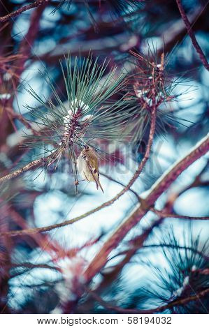 Firecrest Male Singing From A Tree