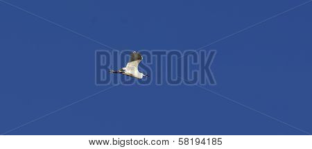 Egretta
