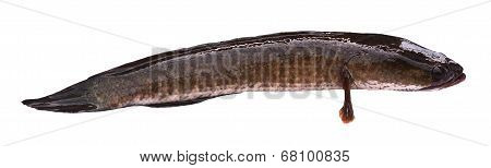 Giant Snake Head Fish