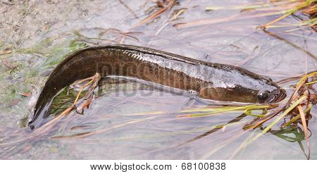 Giant Snake Head Fish