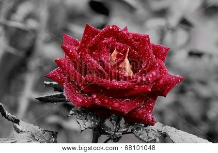 Red Rose On A Gray Background