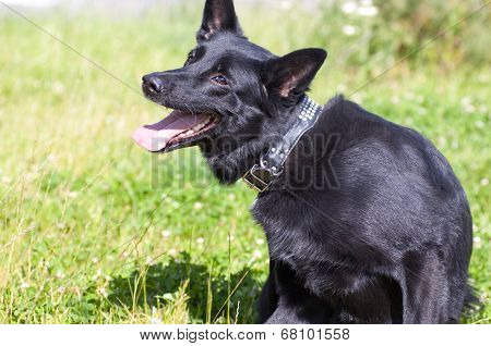 Dog Scratching