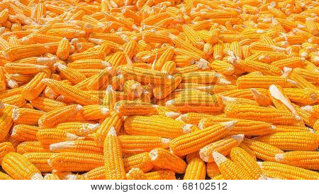 Pile Of Corn