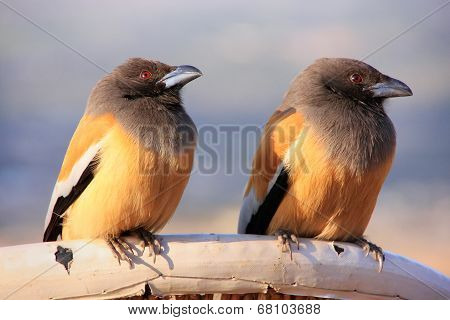 Rufous Treepies, Pushkar, Rajasthan, India