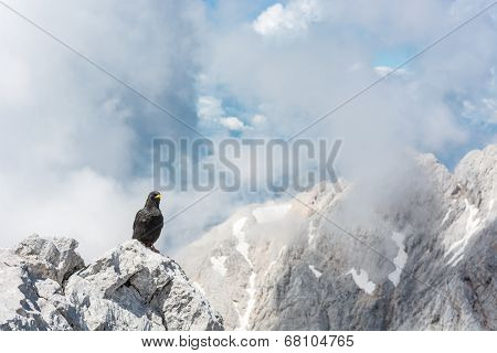Alpine Chough Sitting On A Rock