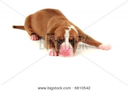 Filhote de cachorro recem-nascido
