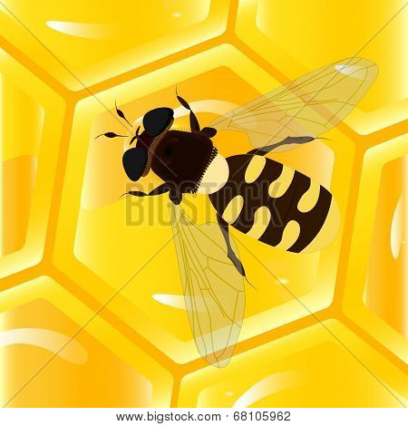 Bee And Honeycomb