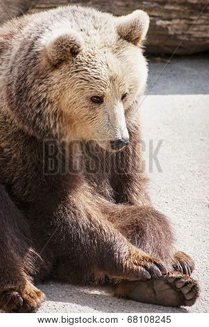 Brown Bear Sitting On The Ground