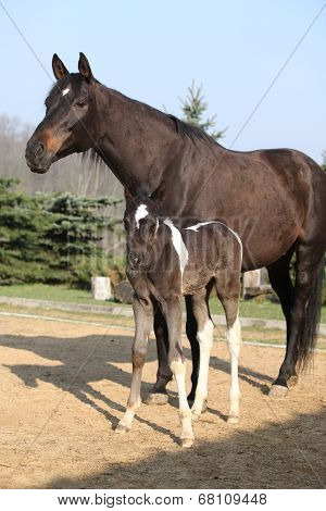 Nice Brown Mare With Its Piebald Foal