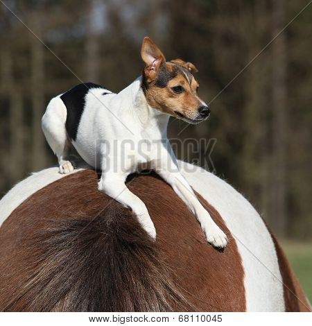 Brave Parson Russell Terrier Lying On Horse Back
