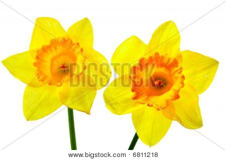 Twee gele narcis