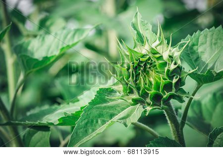 sunflower bud