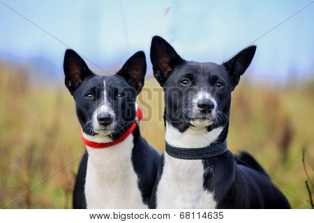 Two basenjis on meadow