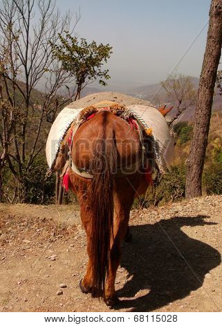 Donkey