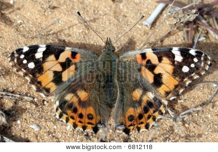 Butterfly op zand