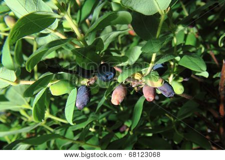 Honeysuckle Berries