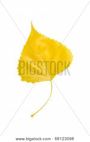 Poplar leaf