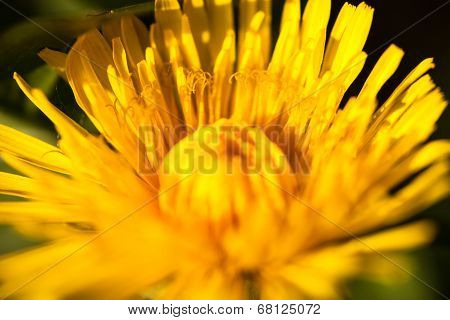 Closeup Of The Blooming Yellow Dandelion Flower