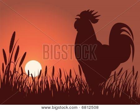 芝生の上、オンドリ挨拶日の出