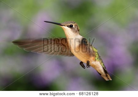 Ruby-throated Hummingbird In Flight