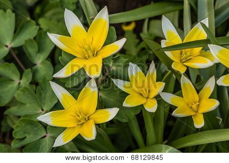 Flower Of Tulip Botanical, Lat.tulipa Botanical
