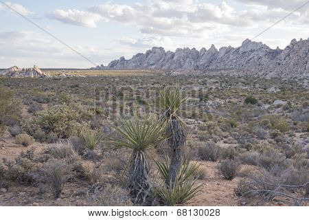 Desert Landscape