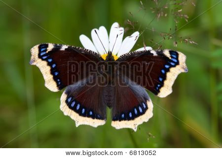 Borboleta do manto de luto