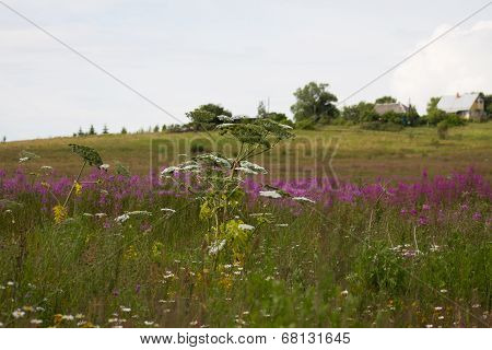 Heracleum sosnowskyi on the field