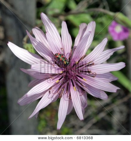 Bug op bloem