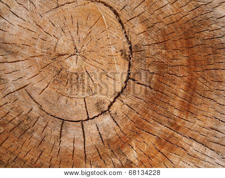 Oak core