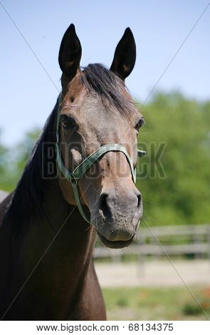 Headshot of a beautiful brown horse