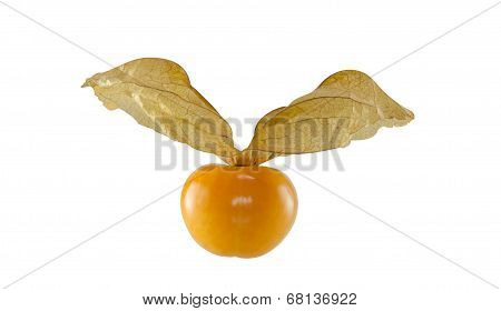 Cape Gooseberry