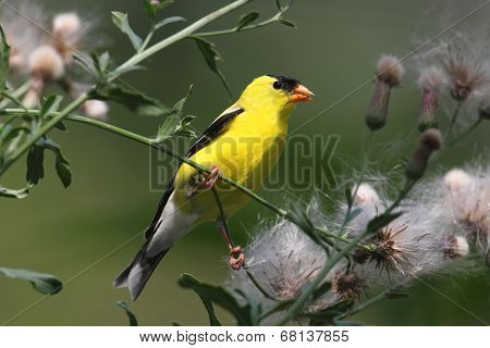 Male American Goldfinch