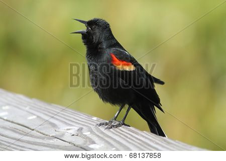 Male Red-winged Blackbird