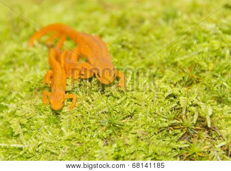 Family Lizards