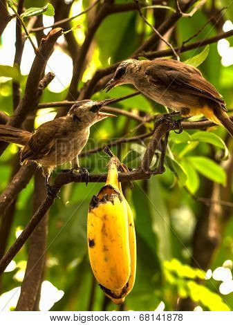 Bulbul Bird